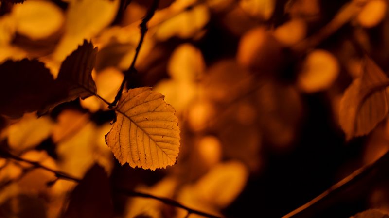 autumn, leaf, birch, orange, 4k