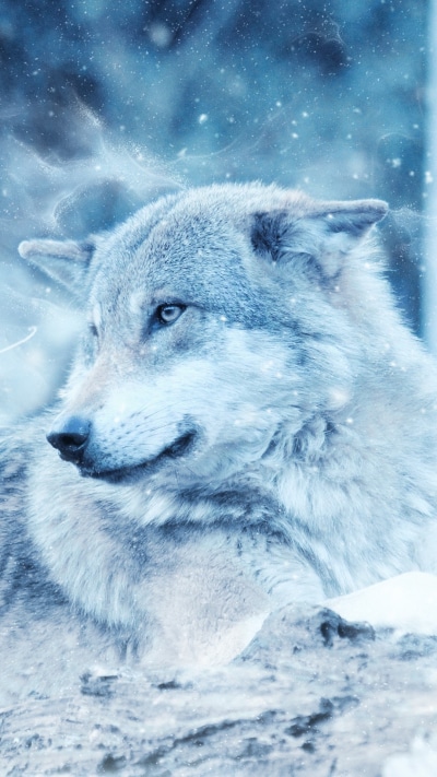 Animal Wolf, Lying Down, 1080x1920