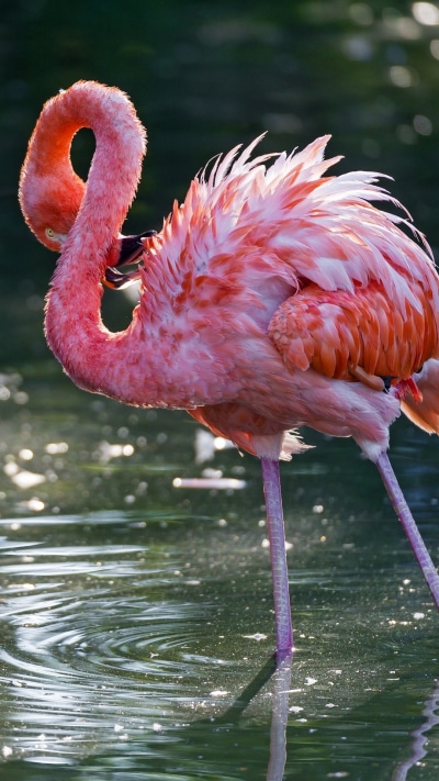 Animal Flamingo, 1080x1920