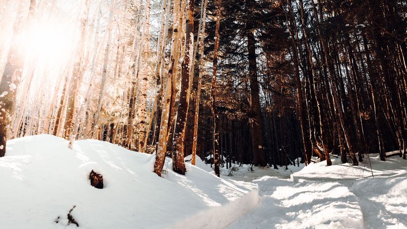 road, winter, snow, pines, 4k