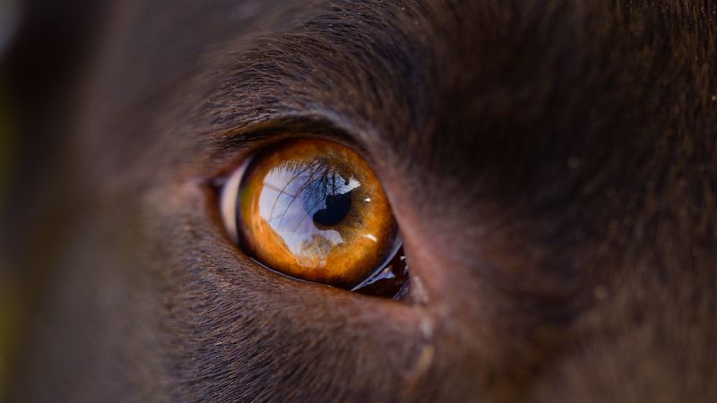 eye, macro, dog, reflection, 4k