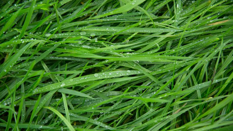 grass, drops, green, macro, 4k