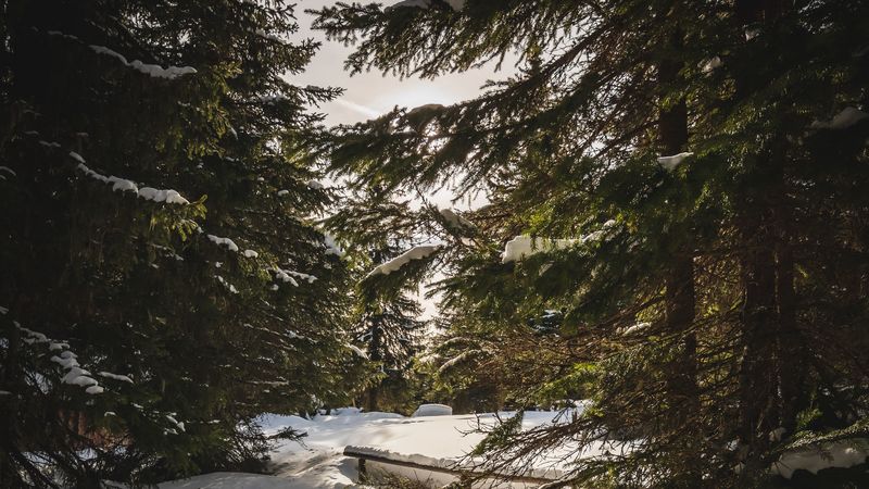 forest, snow, sunbeams, spruce, 4k