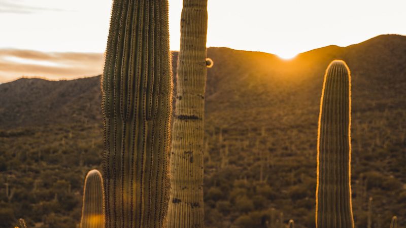 cactus, desert, sunset, 4k
