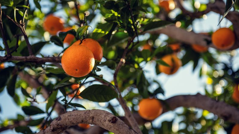 orange, fruit, tree, branch, 4k