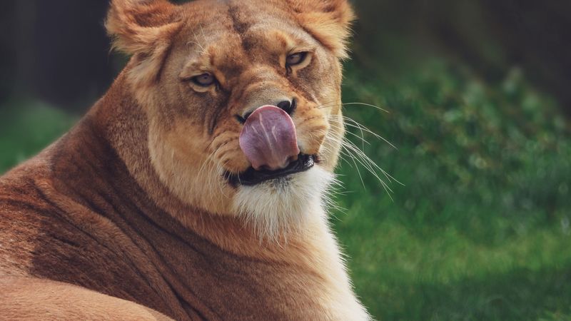 lioness, protruding tongue, funny, predator, 4k