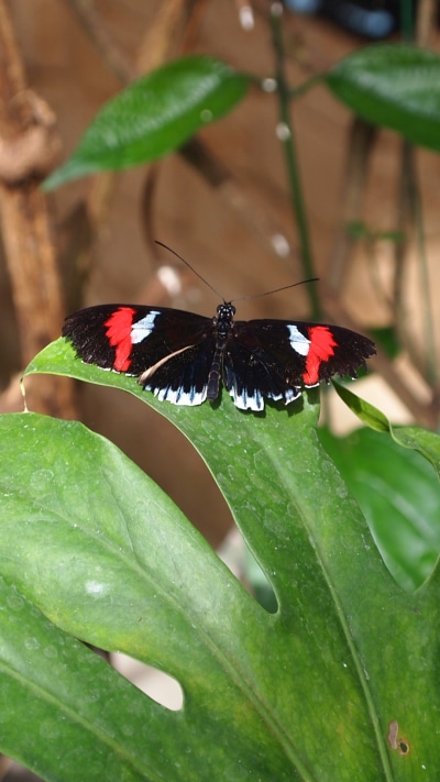 Animal Butterfly, 1080x1920