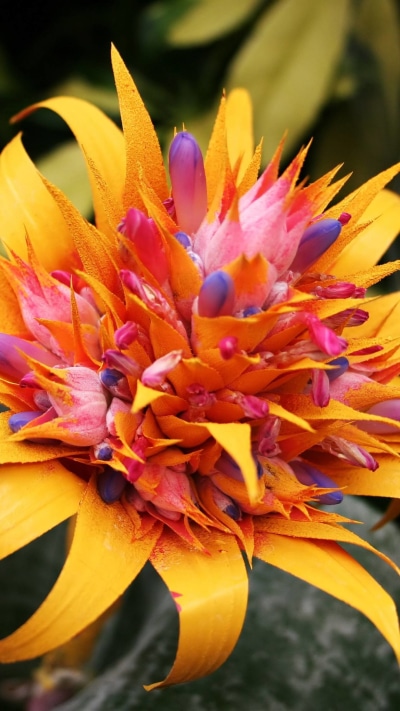 Earth Flower, Yellow Flower, Earth, Tropical, Close-up, 1080x1920