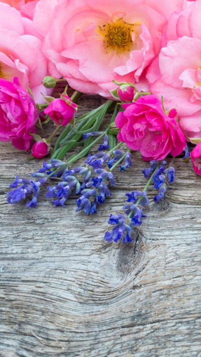 Earth Flower, Rose, Pink Flower, Blue Flower, 1080x1920