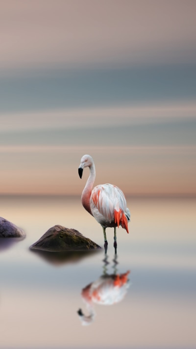 Animal Flamingo, Reflection, Bird, Horizon, 1080x1920