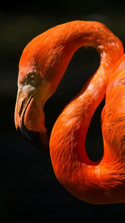 Animal Flamingo, Bird, 1080x1920