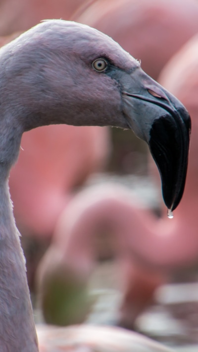 Animal Flamingo, Bird, 1080x1920