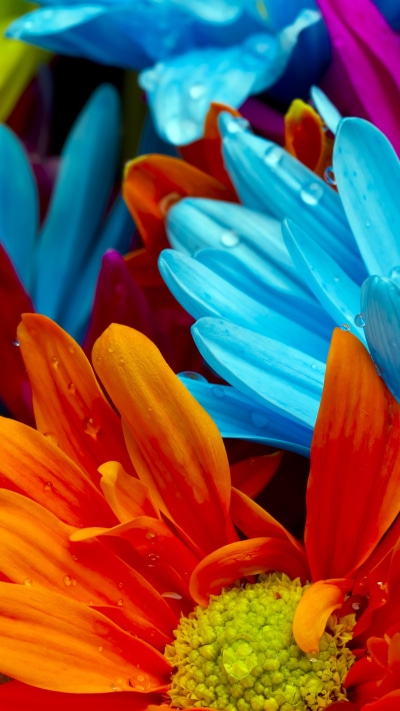 Earth Flower, Pastel, 1080x1920