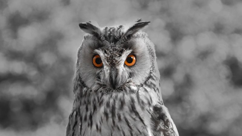 owl, bw, predator, bird, beak, 4k