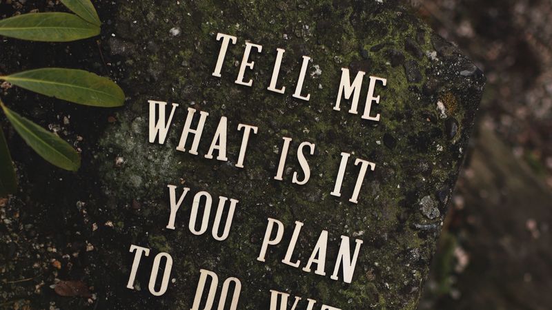 inscription, phrase, words, stone, plant, 4k