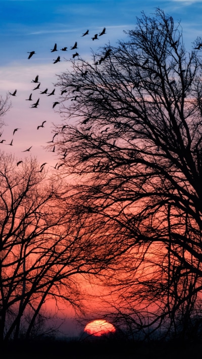 Earth Sunset, Silhouette, Sun, Tree, 1080x1920