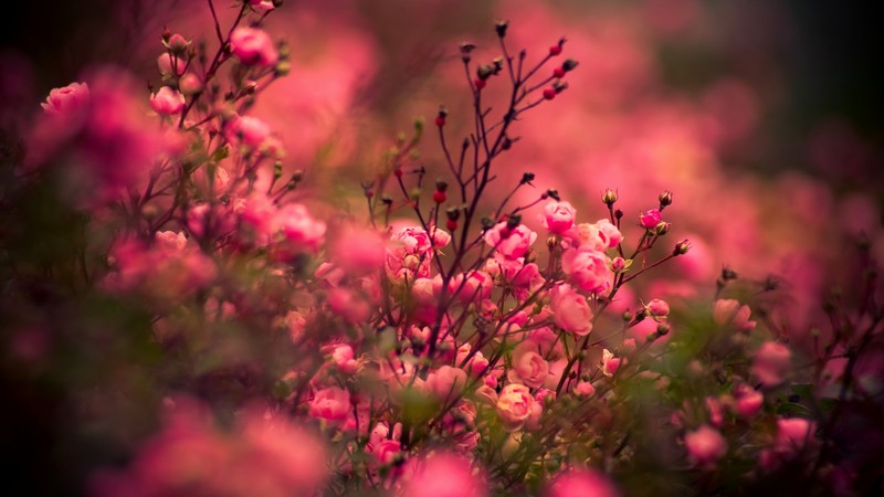 rose, 4K, pink, bokeh