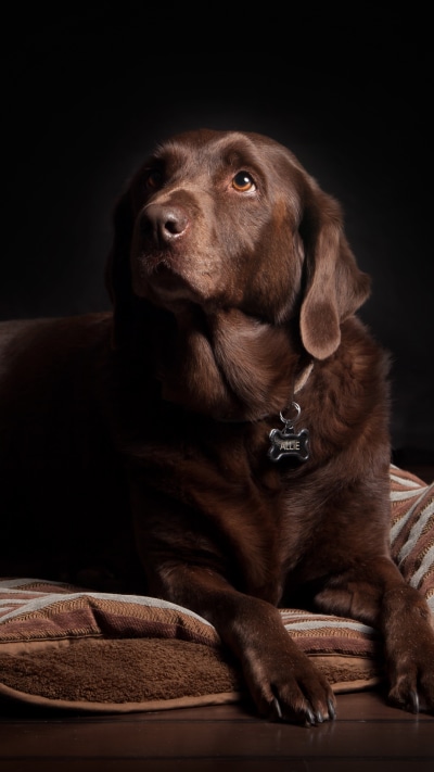 Animal Labrador Retriever, Brown, Close-up, Dog, 1080x1920