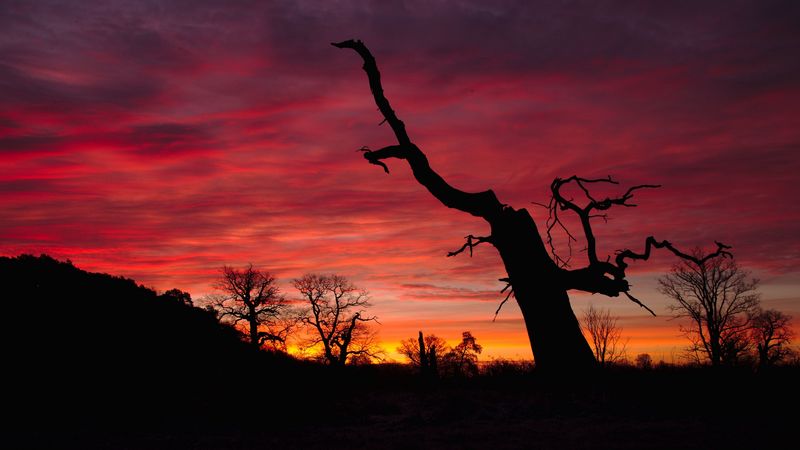 sunset, silhouette, branch, pink, 4k