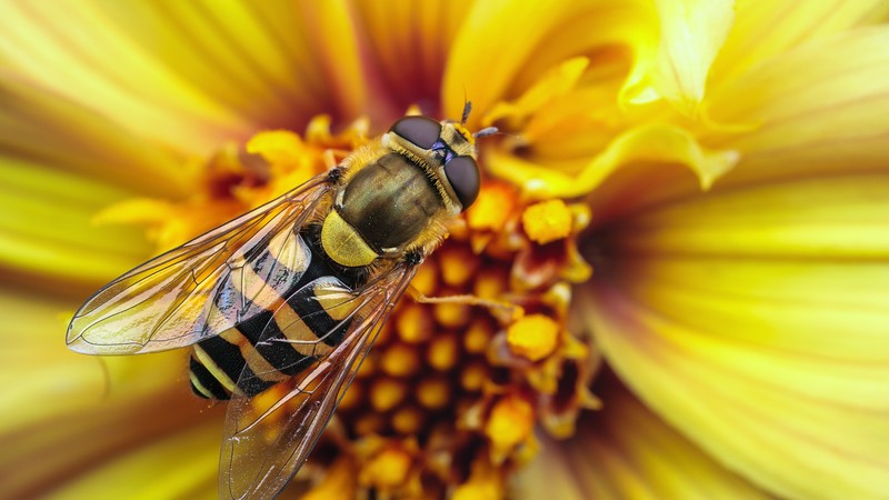 Bee, wasp, flower, yellow, wings, macro, stripes, insects