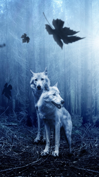 Animal Wolf, Forest, 1080x1920