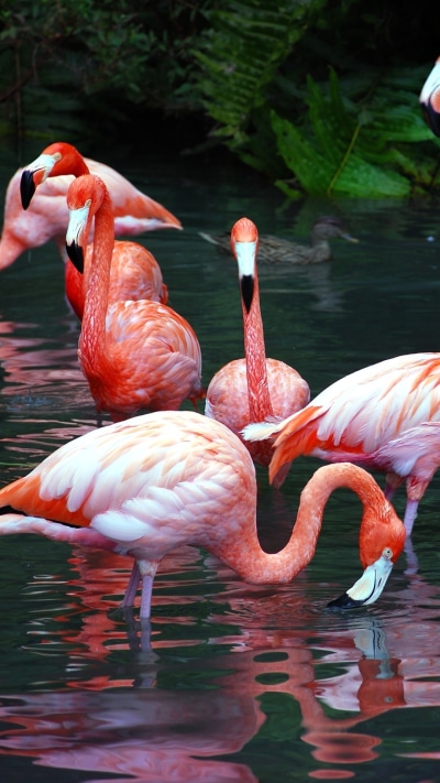 Animal Flamingo, 1080x1920