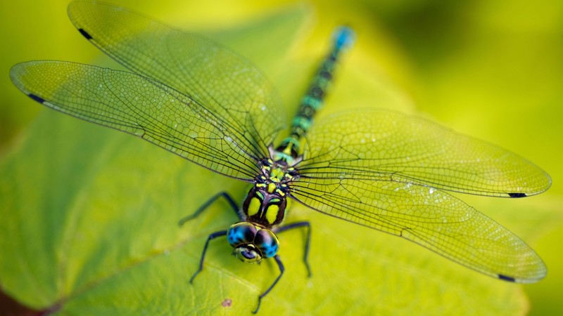 Dragonfly, leaves, wings, green, insect, macro, nature