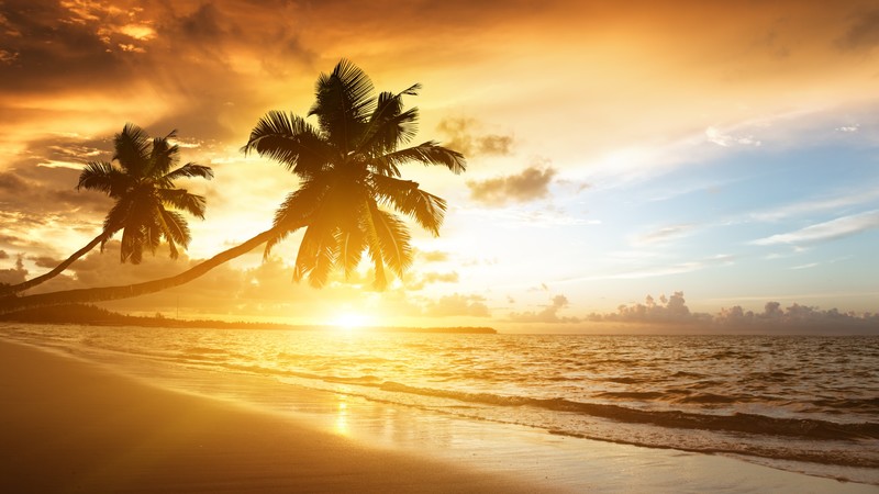 beach, 4K, ocean, sunset, palm trees, vacation, journey