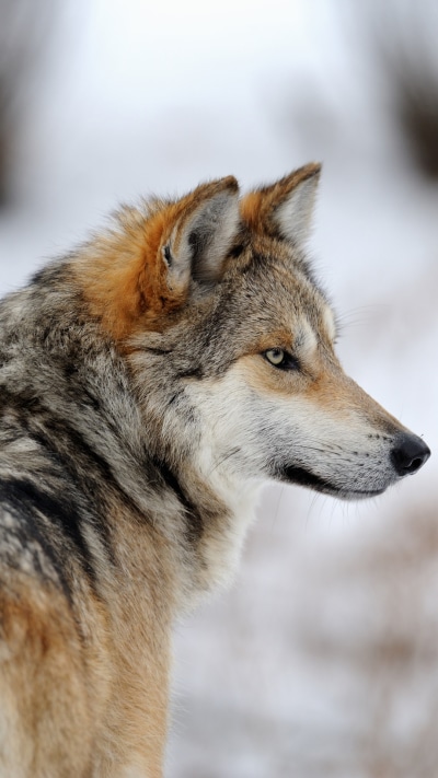 Animal Wolf, 1080x1920