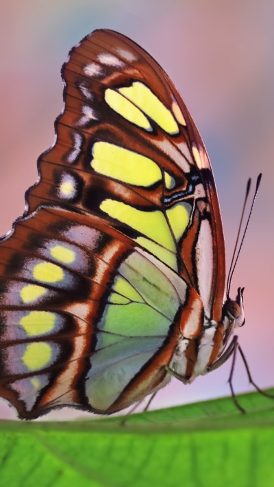 Animal Butterfly, Colors, Leaf, 1080x1920