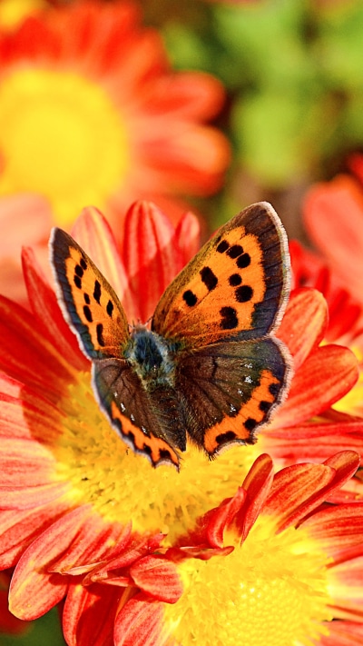 Animal Butterfly, Flower, Bokeh, Chrysanthemum, Macro, 1080x1920
