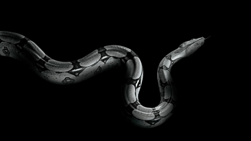 Python, snake