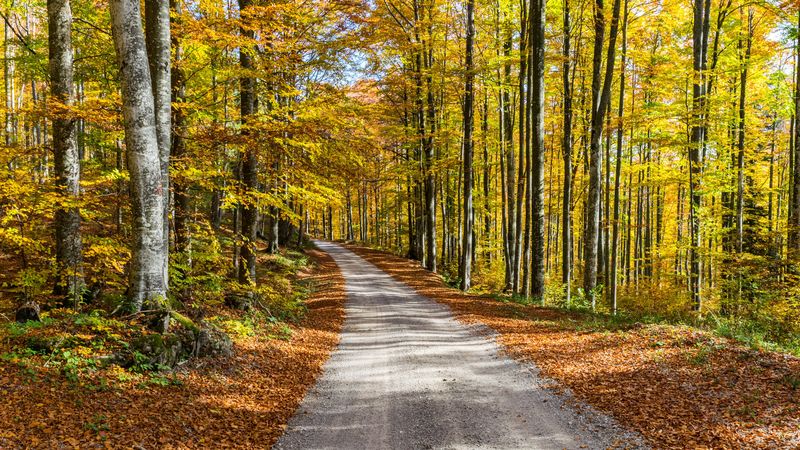 road, autumn, trees, foliage, 4k