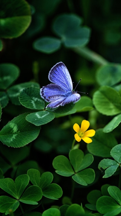 Animal Butterfly, Clover, 1080x1920