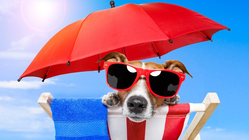Dog, puppy, sun, summer, beach, sunglasses, umbrella, vacation, animal, pet, sky