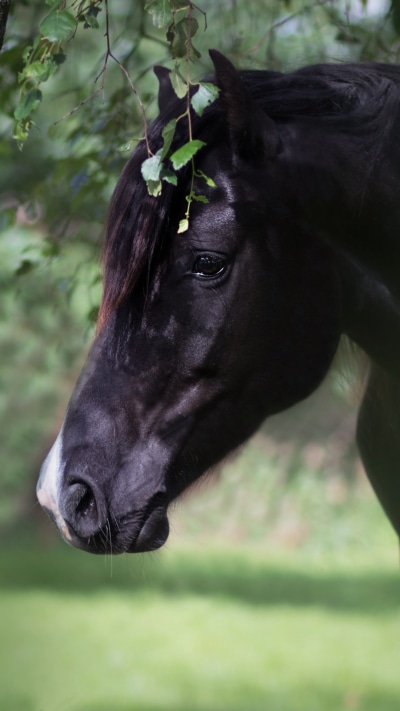 Animal Horse, 1080x1920