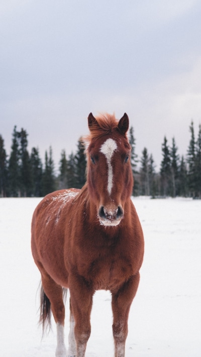 Animal Horse, Winter, Stare, Snow, 1080x1920