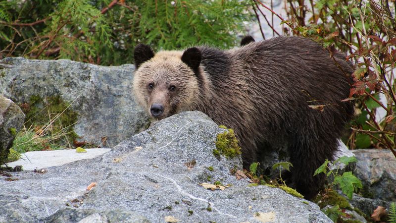 bear, brown bear, face, cute, 4k