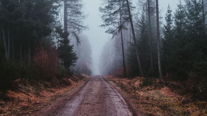 fog, road, gloomy, forest, 4k