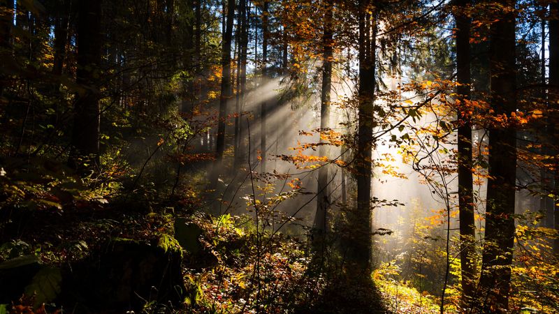 forest, rays sun, trees, foliage, 4k