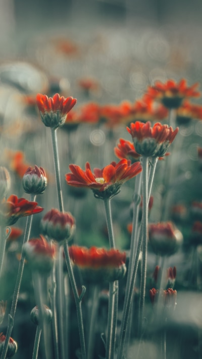 Earth Flower, Nature, Orange Flower, Bokeh, Field, 1080x1920