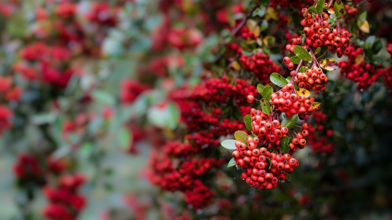 berry, mountain ash, red, leaves, branch, 4k