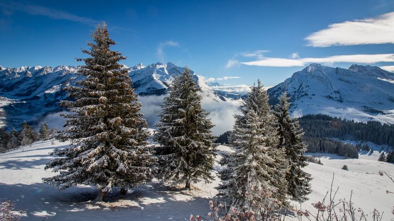 spruce, mountains, snow, snowy, 4k
