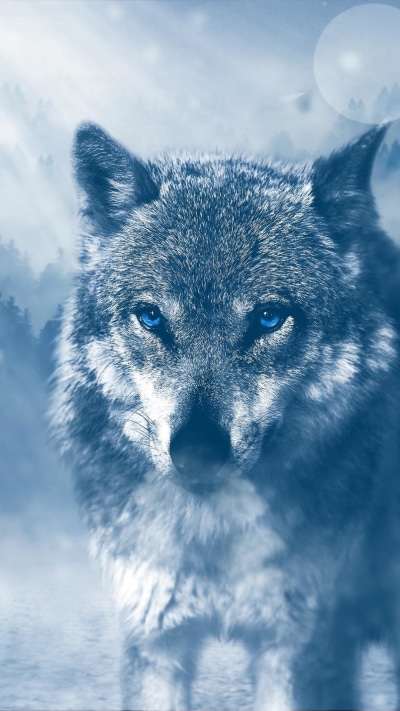Animal Wolf, 1080x1920