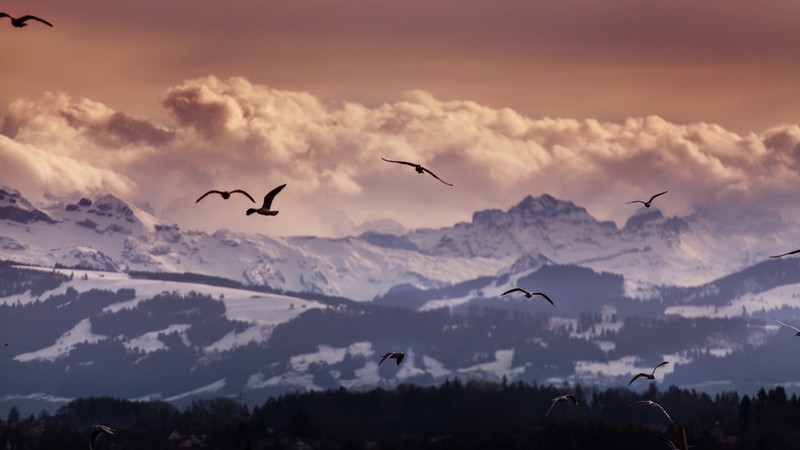 Switzerland, 4k, Alps, mountains, seagulls, clouds