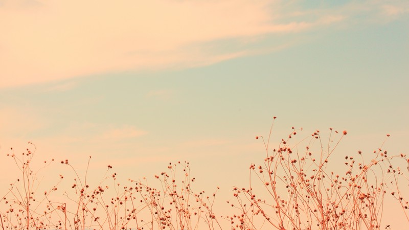 Meadows, 4K, wildflowers, clouds, sky