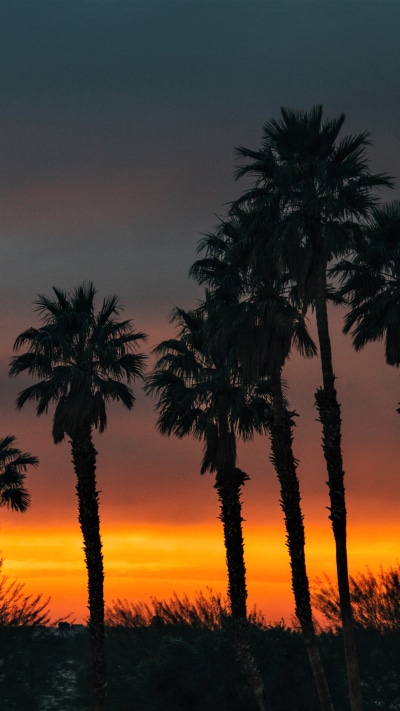 Earth Sunset, Tropical, Palm Tree, Silhouette, Earth, 1080x1920