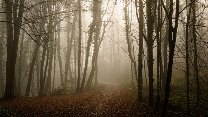 forest, path, leaves, gloomy, 4k