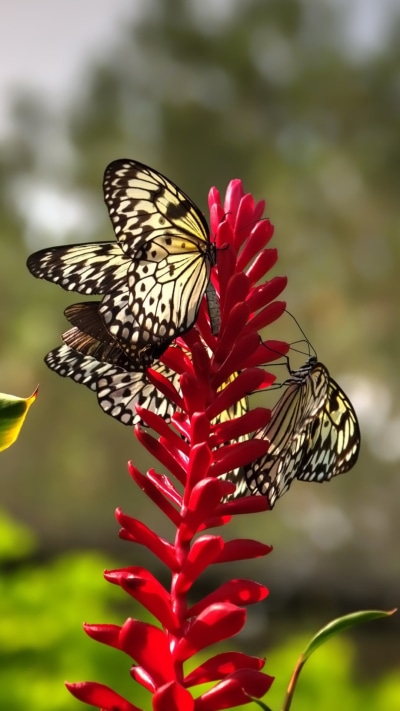 Animal Butterfly, Flower, 1080x1920