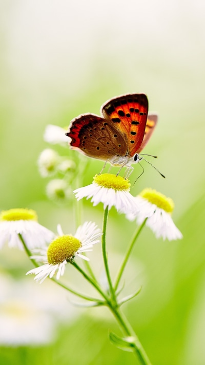 Animal Butterfly, Flower, Macro, Insect, White Flower, 1080x1920